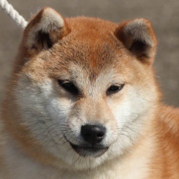 柴犬(標準サイズ)【徳島県・女の子・2023年8月14日・赤】の写真「小ぶりちゃん●徳島と愛知と千葉でのご見学が可能です」