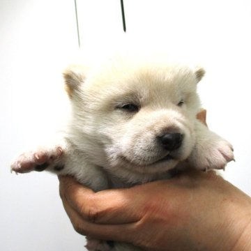 柴犬(標準サイズ)【宮城県・男の子・2024年3月8日・白】の写真「元気な白柴の男の子」