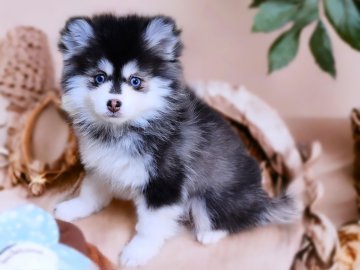 ポンスキー【千葉県・女の子・2023年11月2日・ブラック&ホワイト】の写真「MIXではなくポンスキーと言う犬種を扱っています。」